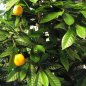 Preview: MANDARIN ORANGE TREE 40004N